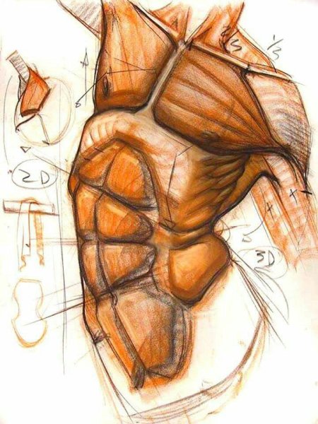 Торс Экорше пластическая анатомия