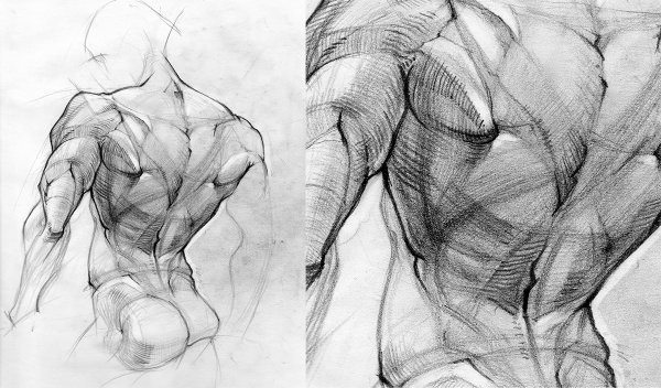 Наброски торса