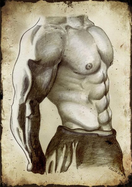 Экорше Гудона плечевой пояс