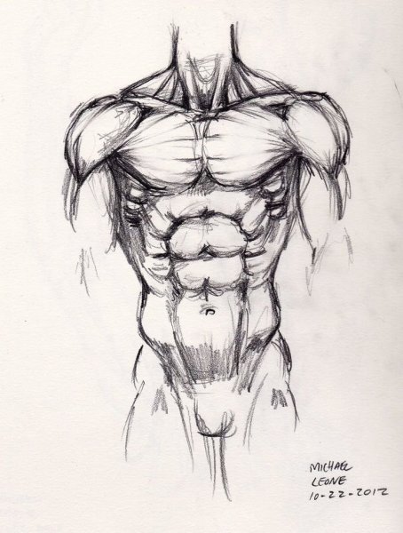 Анатомия торс гипс