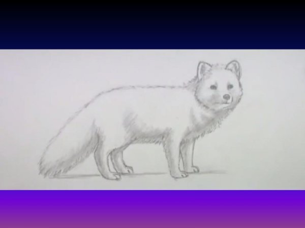 Песец акварель