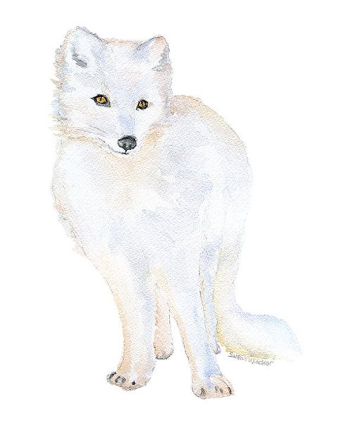 Песец акварель