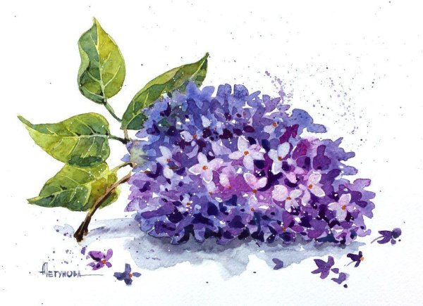 Сирень гуашью