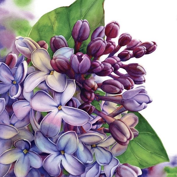 Сирень Ботаническая иллюстрация