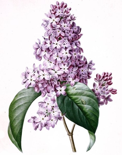 Pierre Joseph Redoute гортензия