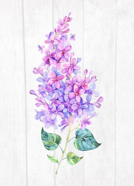 Нилетто сирень