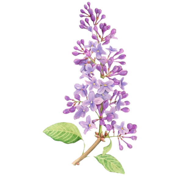 Пуантилизм сирень