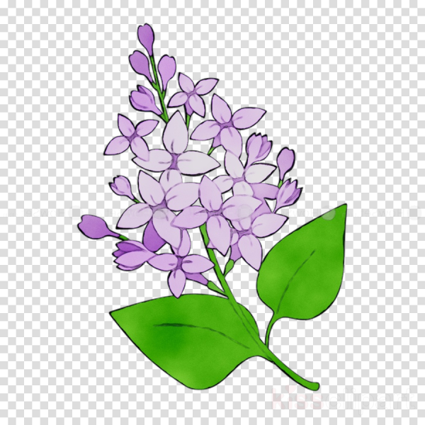 Сирень акварелью скетч