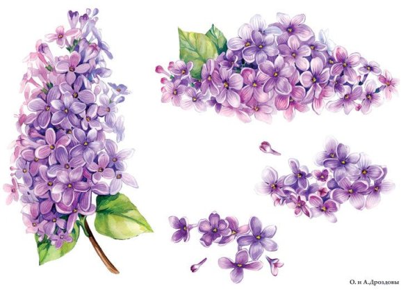 Ветка сирени ватными палочками