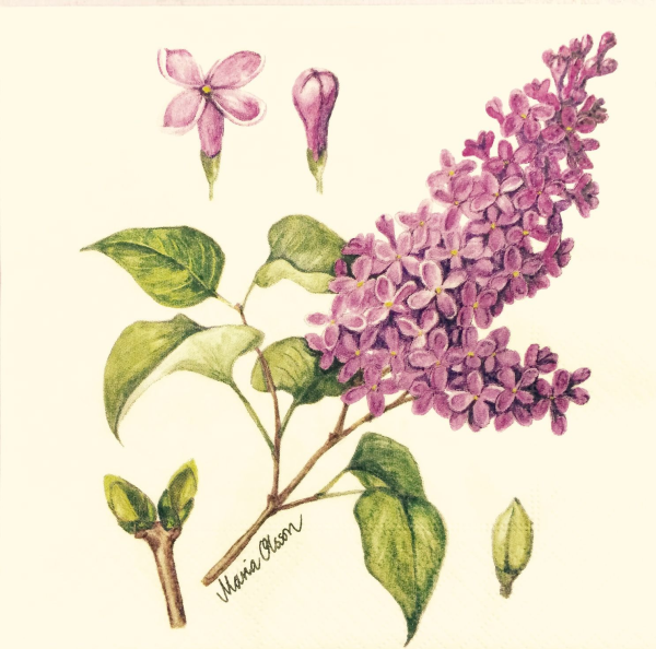 Сирень референс