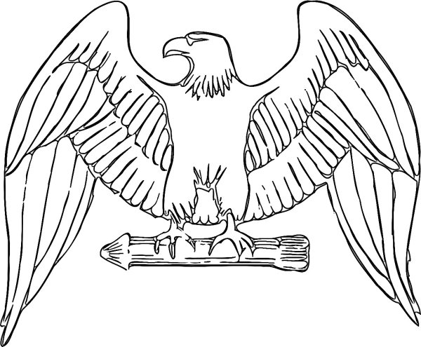 Орлан-белохвост белоголовый