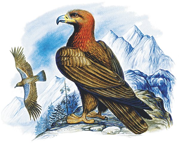 Рисунки Орлов