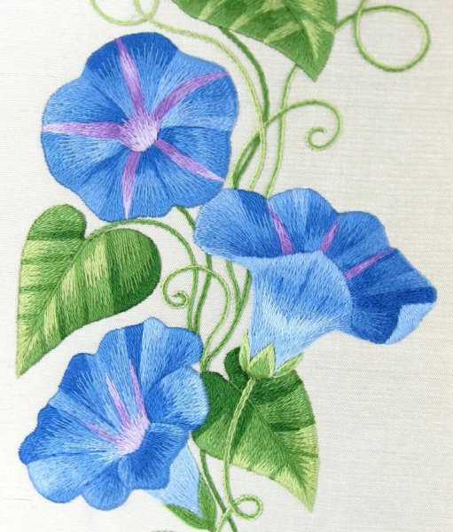 Вьюнок полевой ботаника