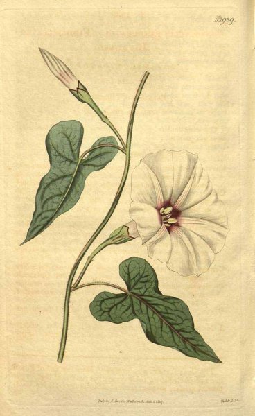 Вьюнок китайский