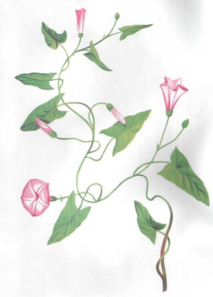 Вьюнок рисунок