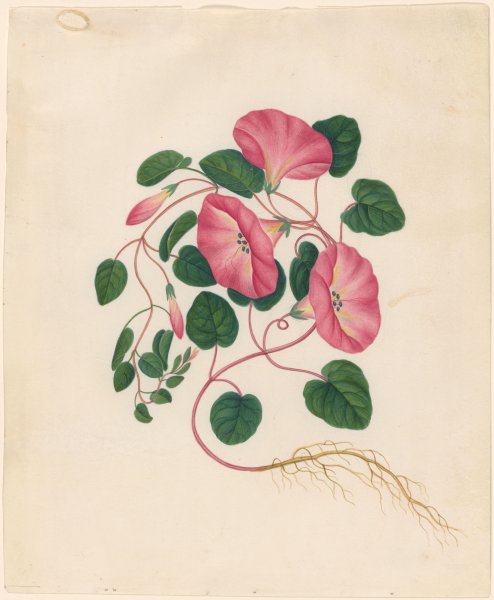 Вьюнок полевой