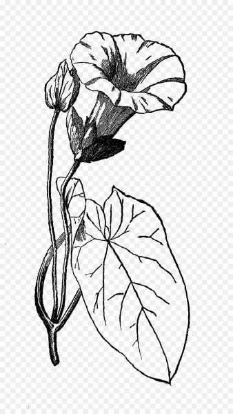 Ботаническая иллюстрация Вьюнок трехцветный