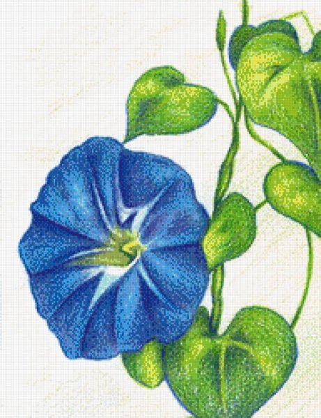 Вьюнок Ботанический