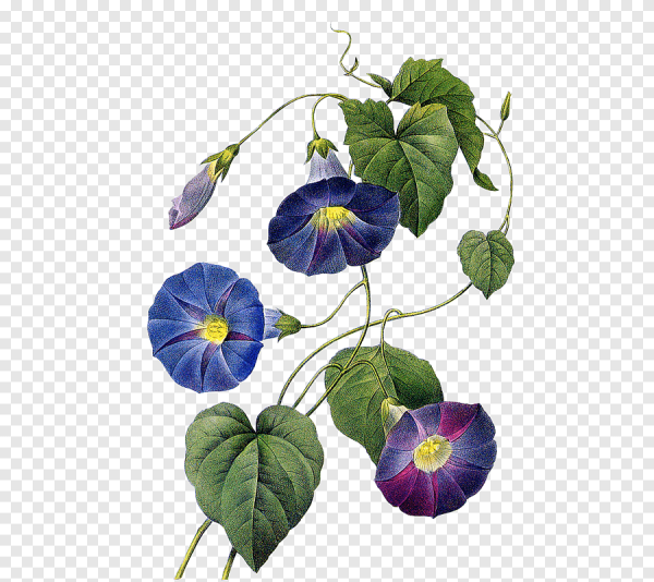 Вьюнок лайнарт