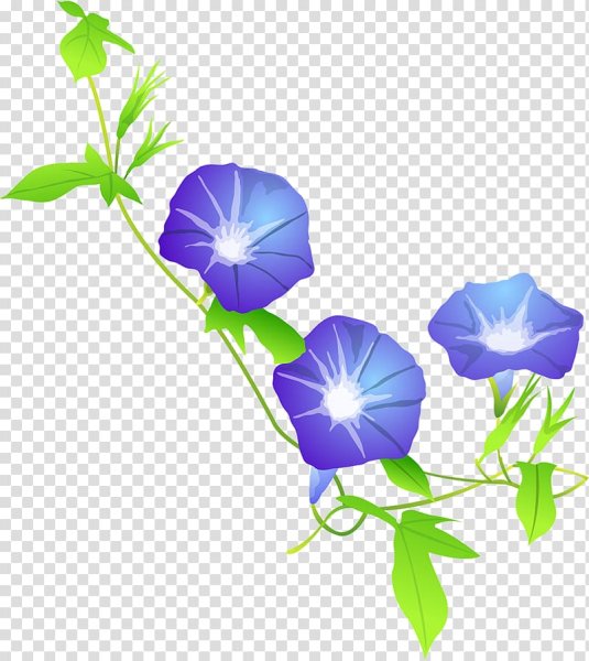 Вьюнок на прозрачном фоне