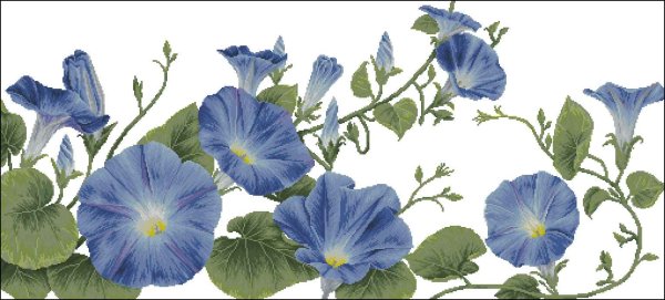 Вьюнок полевой акварель