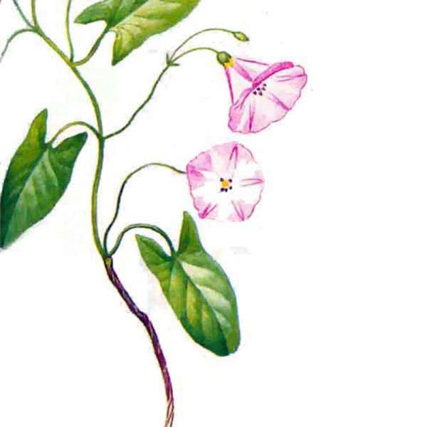 Голубые Вьюнки акварель