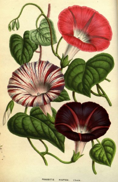 Вьюнок полевой на белом фоне