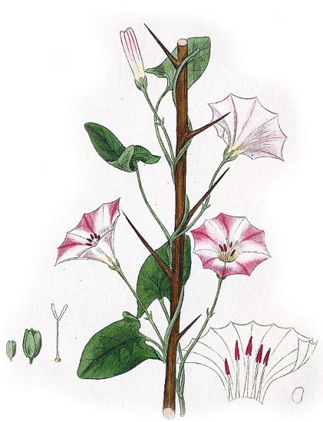 Вьюнок полевой Лиана