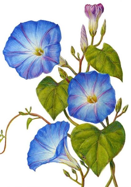 Вьюнок лайнарт