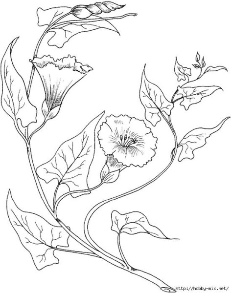 Ипомея акварелью