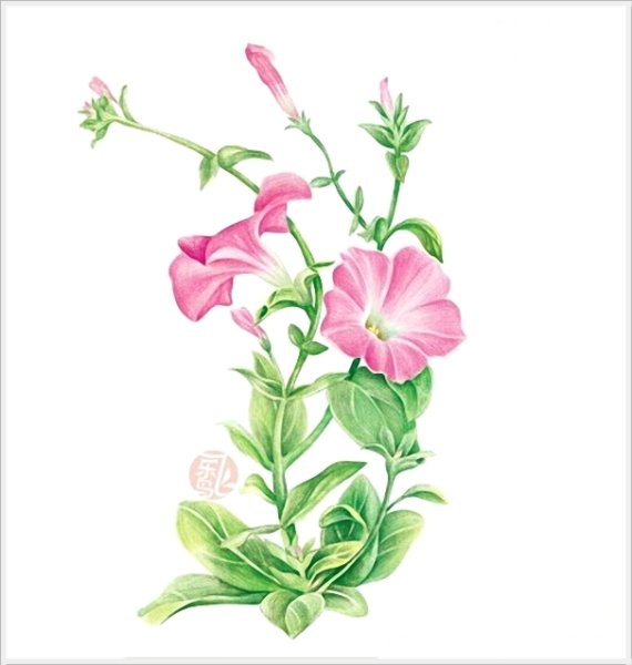 Вьюнок полевой ботаника