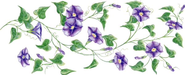 Вьюнок полевой раскраска