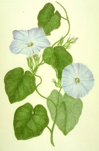 Японские акварели Ибараги Йосиюки