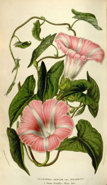 Цветок Вьюн карандашом