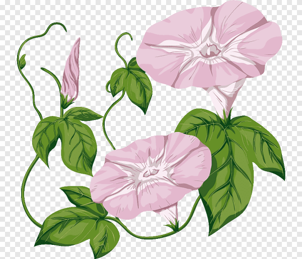 Вьюнок полевой атлас Ботанический