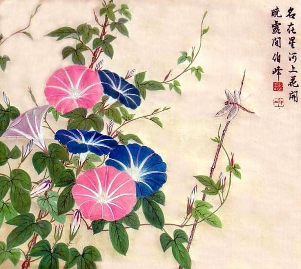 Вьюнок на белом фоне