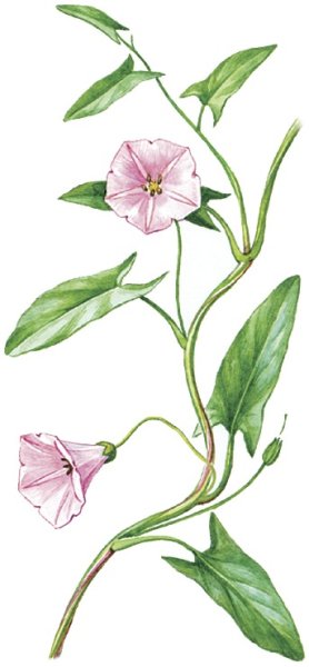 Ядовитый плющ растение тату