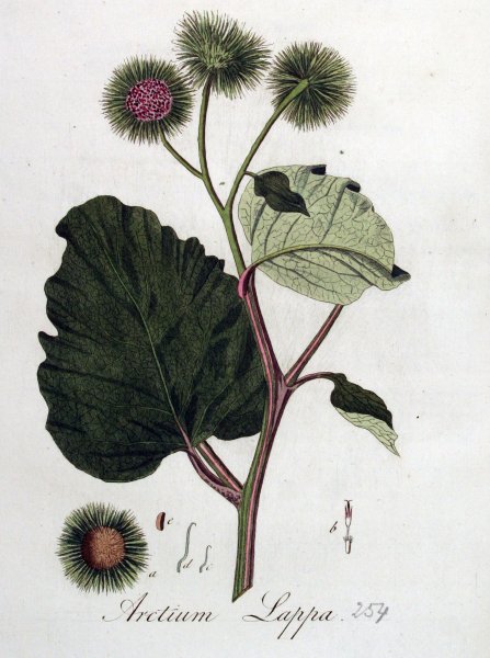Лопух большой Arctium Lappa