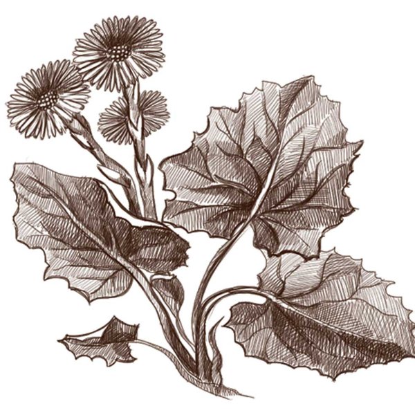 Мать и мачеха лопух