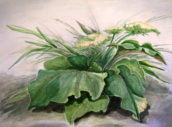 Этюд репейника акварелью