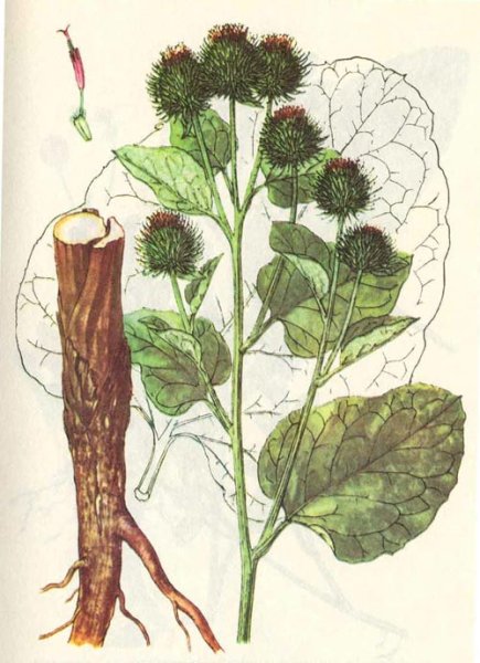 Лопух Дубравный Лесной