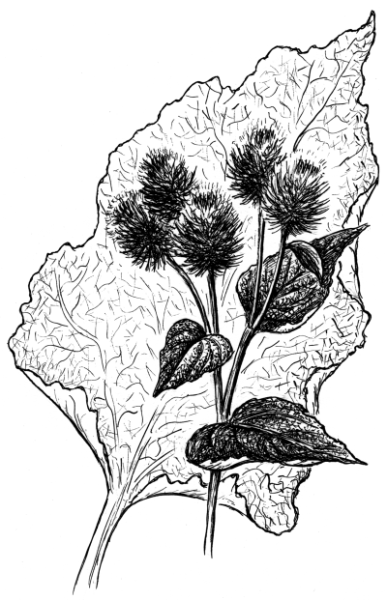 Репейник раскраска