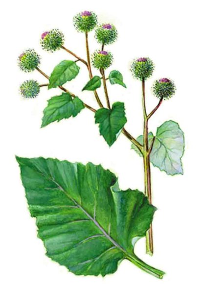 Лопух Фармакогнозия