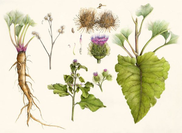 Лопух большой корень