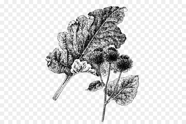 Лопух рисунок