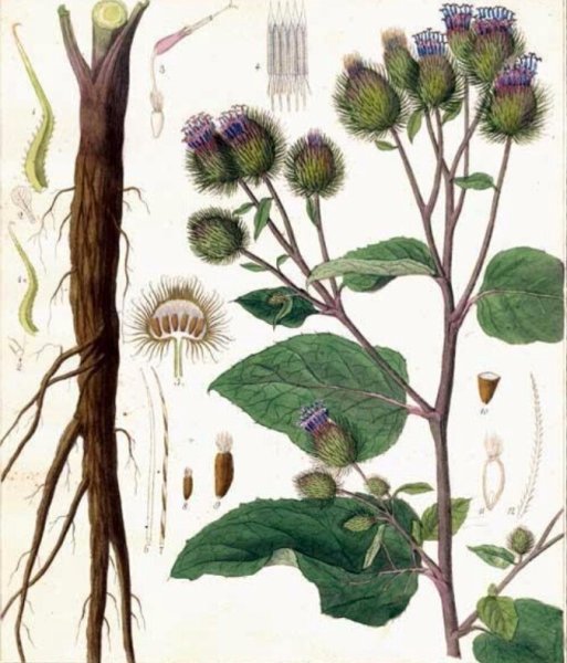 Арктиум Лаппа