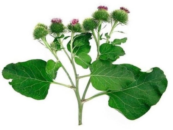 Лопух — российский женьшень.