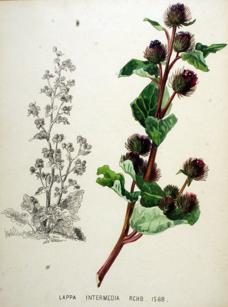 Лопух большой репейник Ботаническая иллюстрация