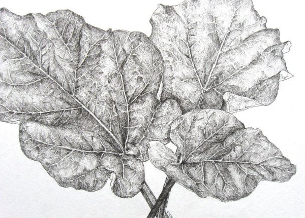 Лопух карандашом