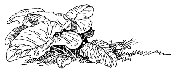 Лопух раскраска для детей